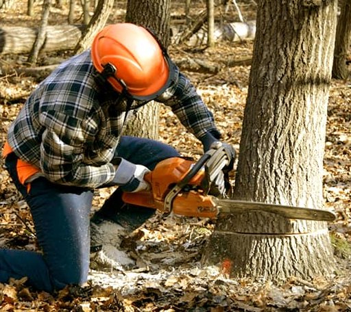 Tree Removal in Nash, OK
